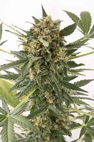 Kush-N-Cheese Autoflowering > Dinafem Seeds | Graines Autofloraison  |  Indica